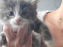 Adorable fluffy kittens