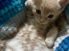 Stunning Litter of 7 Home-Rear Kittens &ndash; Ready for Loving Homes