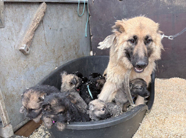 German shepherd puppies