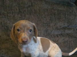 Miniature Dachshund puppies