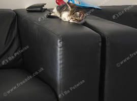 Cat for sale