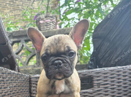French bulldog puppies