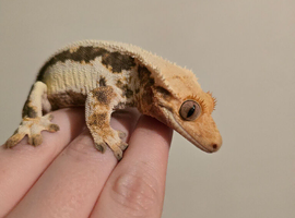 Female dark based Lillywhite crested gecko