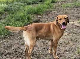 Offering for Stud - KC Registered Fox Red Labrador