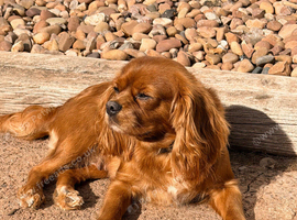 BEAUTIFUL FIVE-YEAR-OLD SPAYED CAVALIER LOOKING FOR HER FOREVER HOME