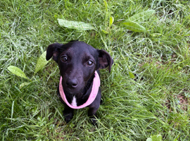 Girl Jack Russell