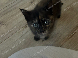 Gorgeous dark tortoise shell