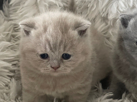 STUNNING PEDIGREE BRITISH SHORTHAIRS