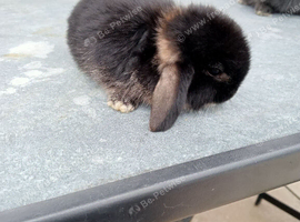 Baby male rabbit