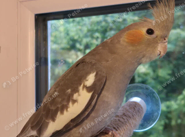 Young handtame cockatiel