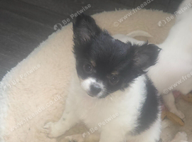 Chihuahua puppies for sale