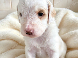 Australian Labradoodle