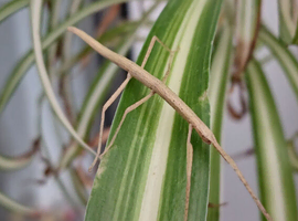 Baby Indian stick insects