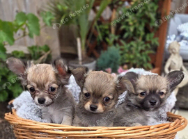 Three Amigos - Longhaired Male Chihuahua Pups