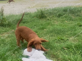 Cockerpoo boy