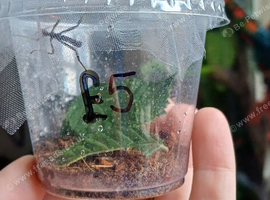 Spiney stick insect babies!