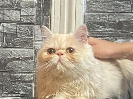 Male Persian cat