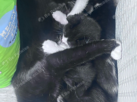 Kittens