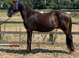 2 year old new forest gelding
