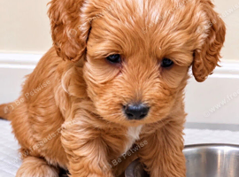 Beautiful cockapoo pups