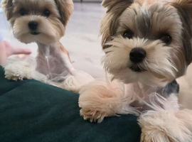 Tiny Biewer terrier puppies