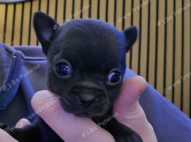Tiny chihuahua puppies