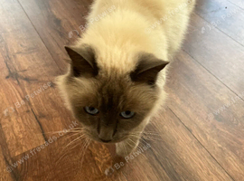 Beautiful male ragdoll