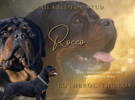 KC Health Tested Rottweiler for Stud