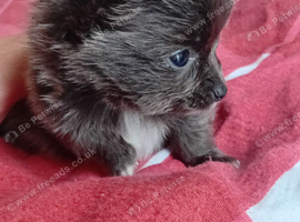 REDUCED LAST PUPS Beautiful pomeranian x chihuahua boy puppys