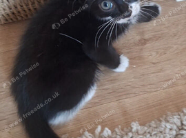 &pound;20..READY NOW!..BOY KITTEN.