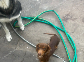 18 month old miniature Dutch hound