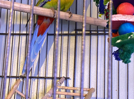 Pair of rosella parrots