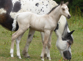 Quality Colt By Rowley Late Arrival