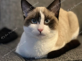 Snowshoe cat