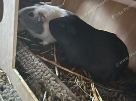 Two boar guinea pigs harbour and coyle