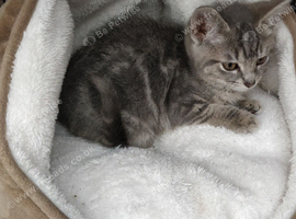 Gorgeous Tabby kittens 9 weeks