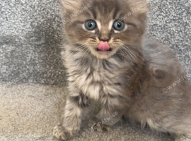 4 female British longhair kittens