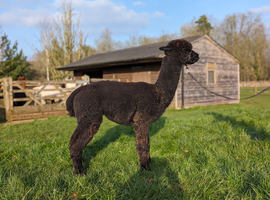 3 Castrated Male Alpacas