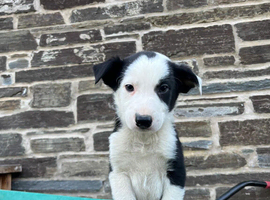 4 Border Collie Male Puppies for sale