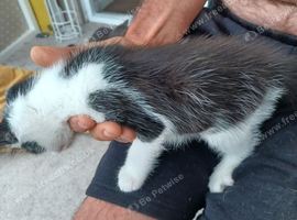 2 black and white kittens 9 week okd