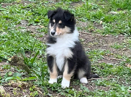 1 Gorgeous rough collie puppy left