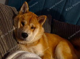 Chow chow Cross female