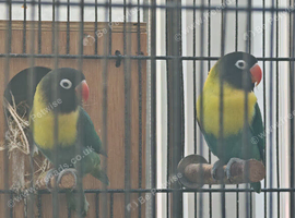 Breeding pair of black masked lovebirds