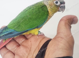 Baby conure with new cage
