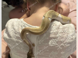 Pied Ball Python
