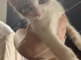 2x female kittens