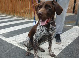 German short haired pointer