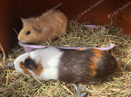 2 Guinea pig with Hutch and Accessories