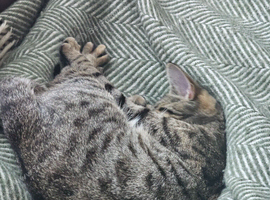 Kitten
