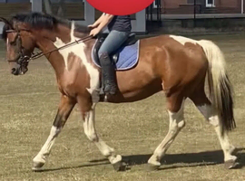 School master / all rounder